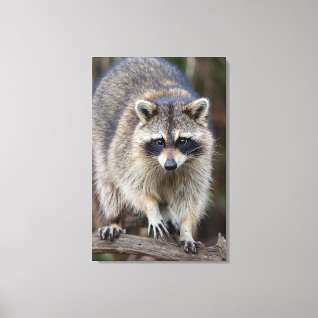 Raccoon, Procyon lotor, Florida, USA 2 Canvastryck (Framsida)