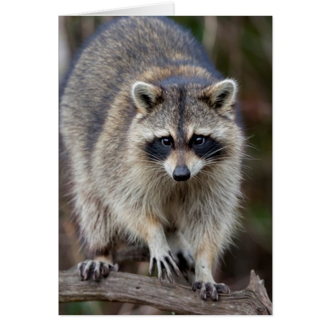 Raccoon, Procyon lotor, Florida, USA 2 Hälsningskort (Framsidan)