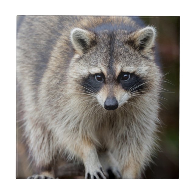 Raccoon, Procyon lotor, Florida, USA 2 Kakelplatta (Framsidan)