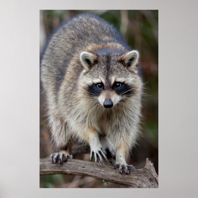 Raccoon, Procyon lotor, Florida, USA 2 Poster (Framsidan)