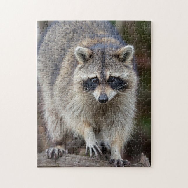 Raccoon, Procyon lotor, Florida, USA 2 Pussel (Vertikal)