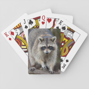 Raccoon, Procyon lotor, Florida, USA 2 Spel Kort