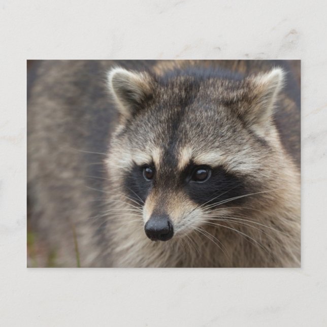 Raccoon, Procyon lotor, Florida Vykort (Framsida)