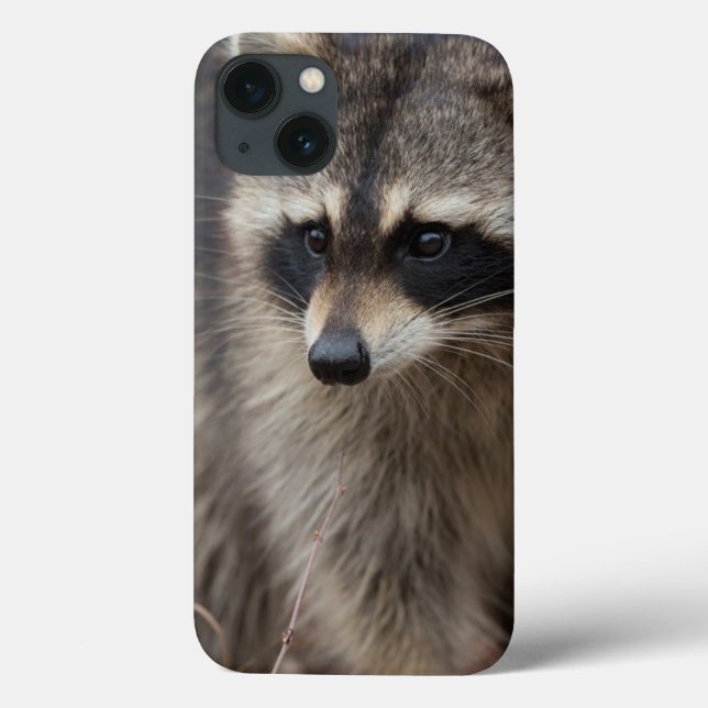 Raccoon Procyonlotor, Florida, USA 1 (Baksida)
