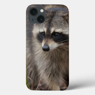 Raccoon Procyonlotor, Florida, USA 1