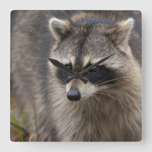 Raccoon Procyonlotor, Florida, USA 1 Fyrkantig Klocka
