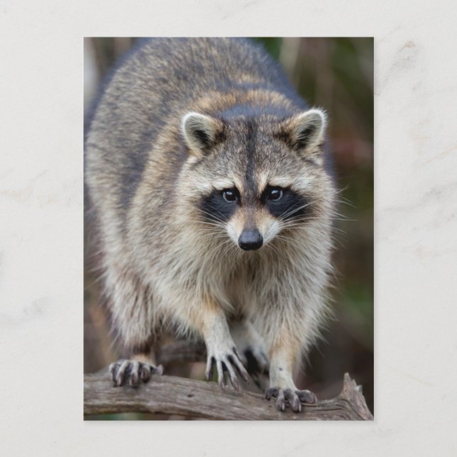 Raccoon Procyonlotor, Florida, USA 2 Vykort (Framsida)