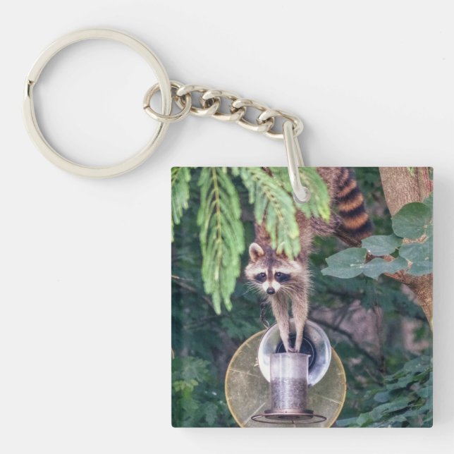 Raccoon Raiding the Bird Feeder (Framsidan)