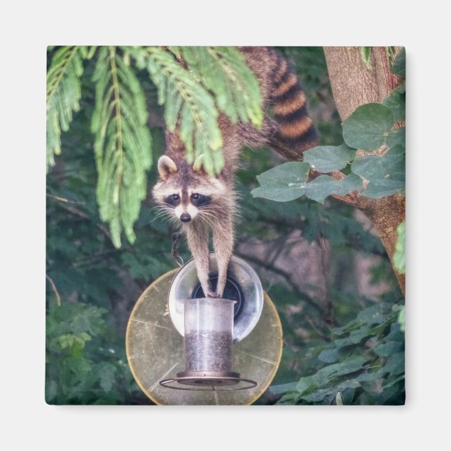 Raccoon Raiding the Bird Feeder Magnet (Framsidan)