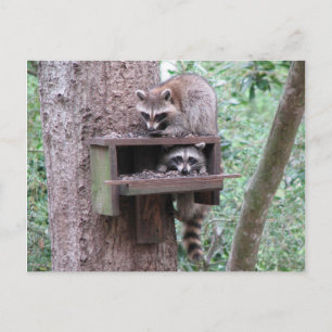 Raccoon Rascals vykort