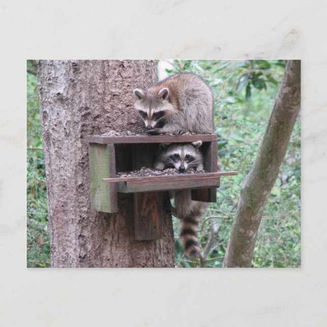 Raccoon Rascals vykort (Framsida)