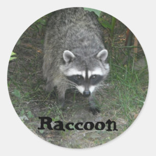 Raccoon Runt Klistermärke