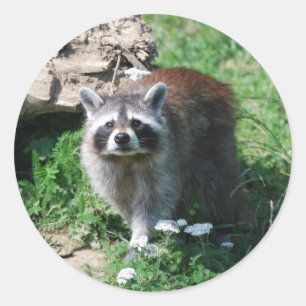 Raccoon Runt Klistermärke