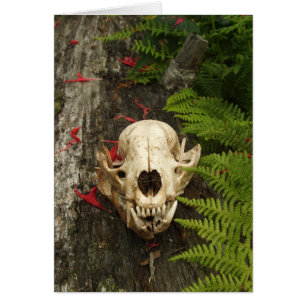 Raccoon Skull Old Log Ferns Red Bee Balm Petals Hälsningskort