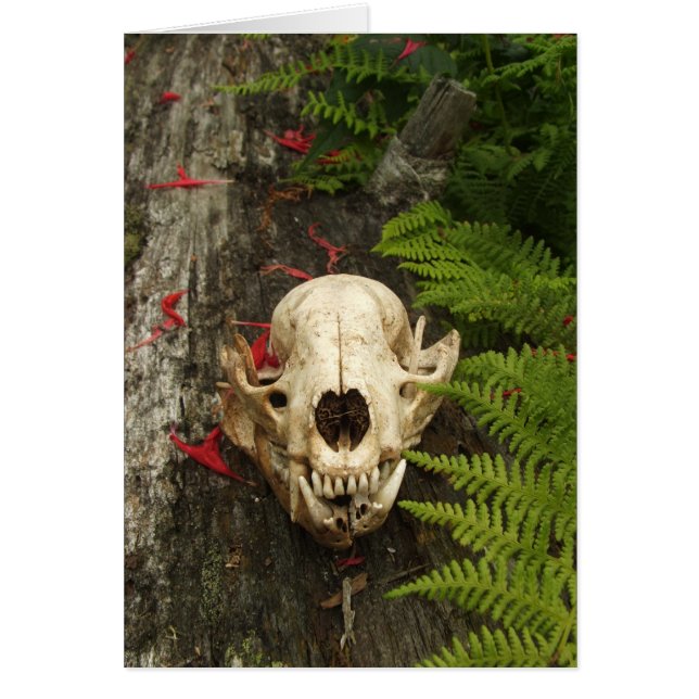 Raccoon Skull Old Log Ferns Red Bee Balm Petals Hälsningskort (Framsidan)