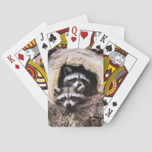 Raccoon som leker kort casinokort