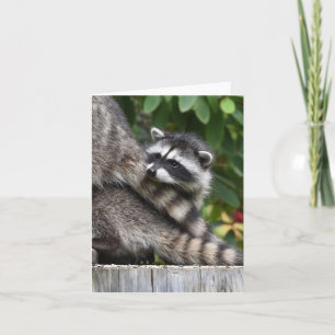 Raccoon Spädbarn! Kort