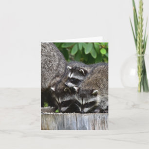 Raccoon Spädbarn! Kort
