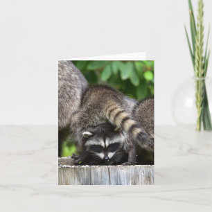 Raccoon Spädbarn! Kort
