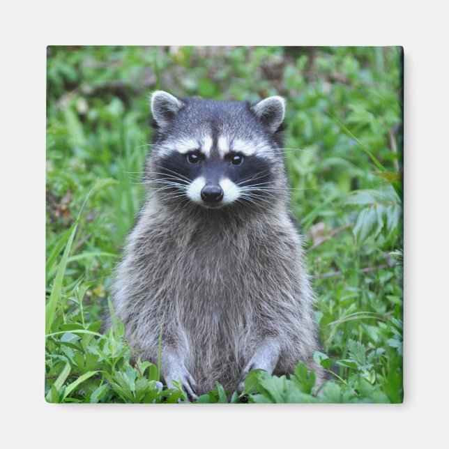 Raccoon Ständiga Magnet (Framsidan)