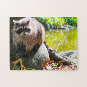 Raccoon Stanley Park Vancouver. Pussel