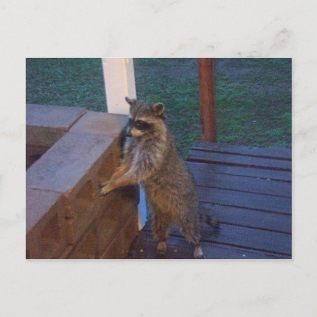 Raccoon står på baksidan vykort (Framsida)