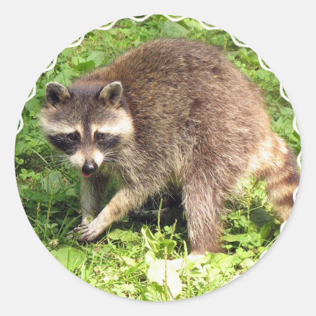 Raccoon Stickers Runt Klistermärke (Framsida)