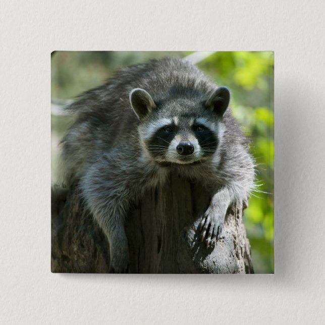 Raccoon Stift Knapp (Framsida)