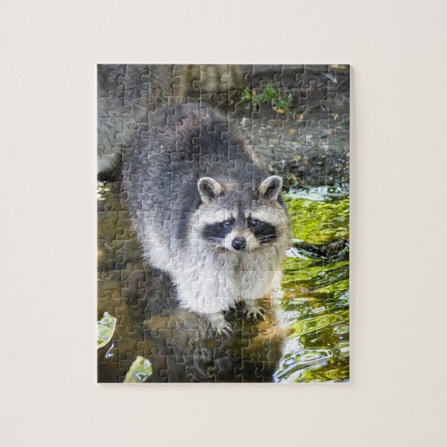 Raccoon Swimming i floden Vatten Pussel (Vertikal)