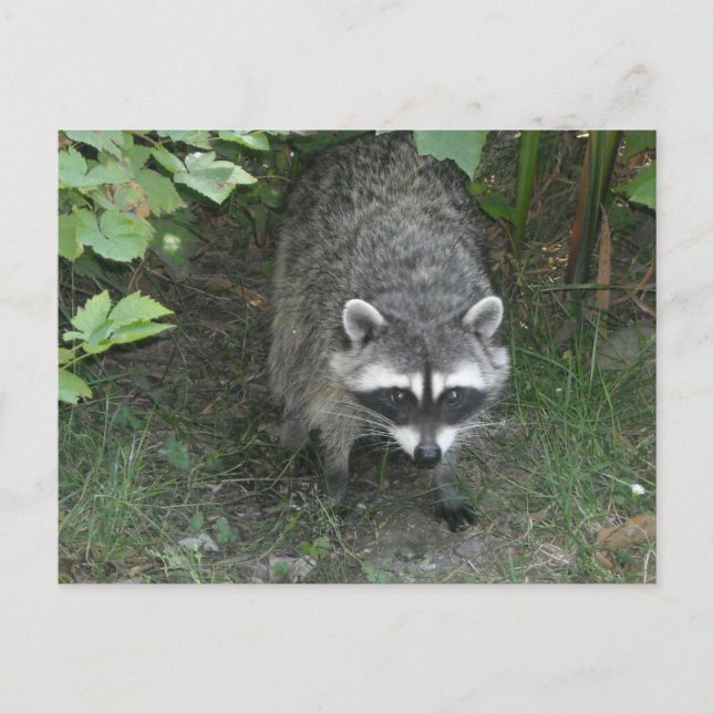 Raccoon Vykort (Framsida)