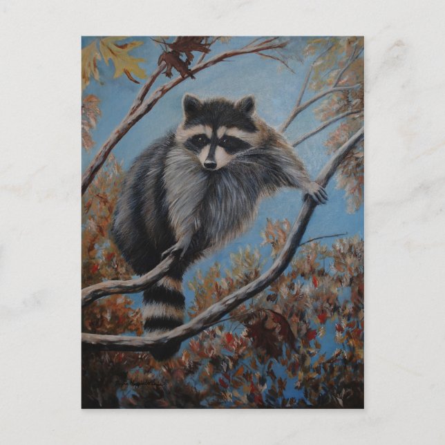 Raccoon Vykort (Framsida)