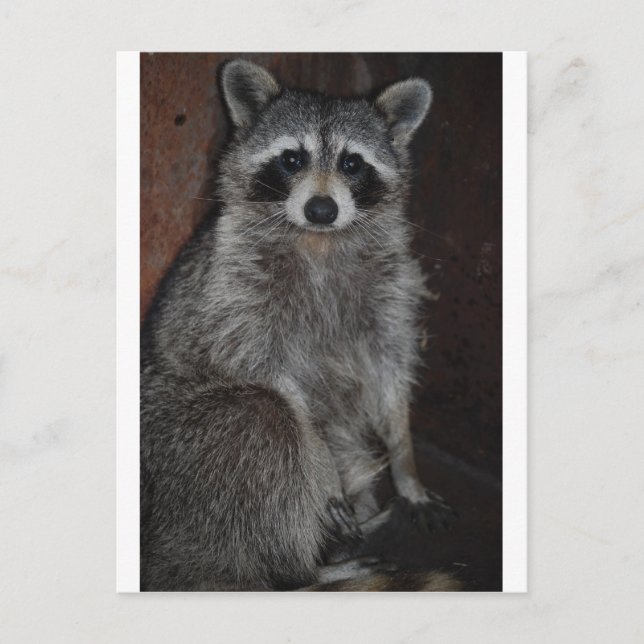 Raccoon Vykort (Framsida)