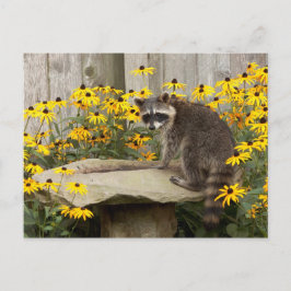 Raccoon Vykort