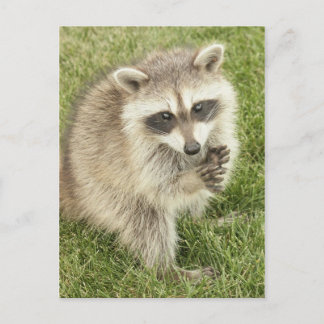 Raccoon Vykort