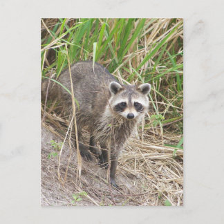 Raccoon Vykort