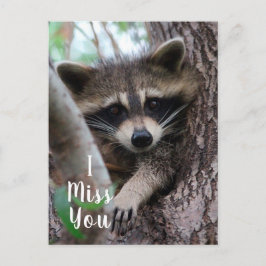 Raccoon Vykort