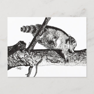 RACCOON VYKORT