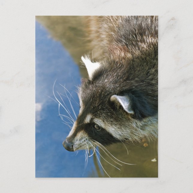 Raccoon Vykort (Framsida)