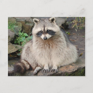 Raccoon-vykort Vykort