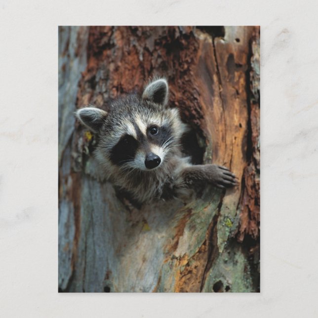 Raccoon-vykort Vykort (Framsida)