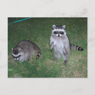 Raccoon-vykort Vykort