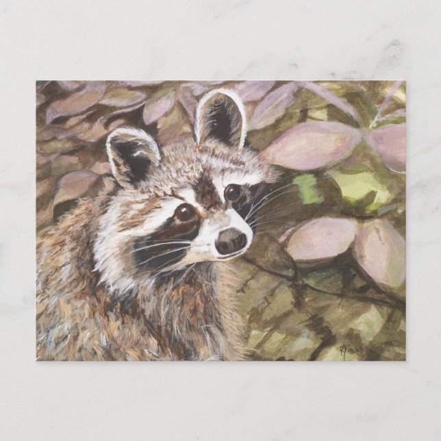 Raccoon-vykort Vykort (Framsida)