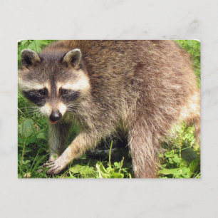 Raccoon-vykort Vykort