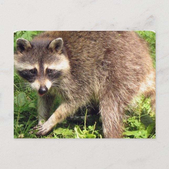 Raccoon-vykort Vykort (Framsida)
