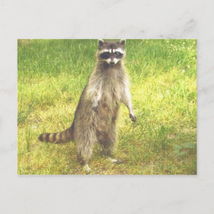 Raccoon-vykort Vykort