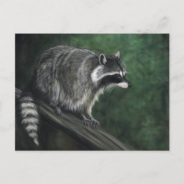 "Raccoon" Wildlife art Postcards Vykort (Framsida)