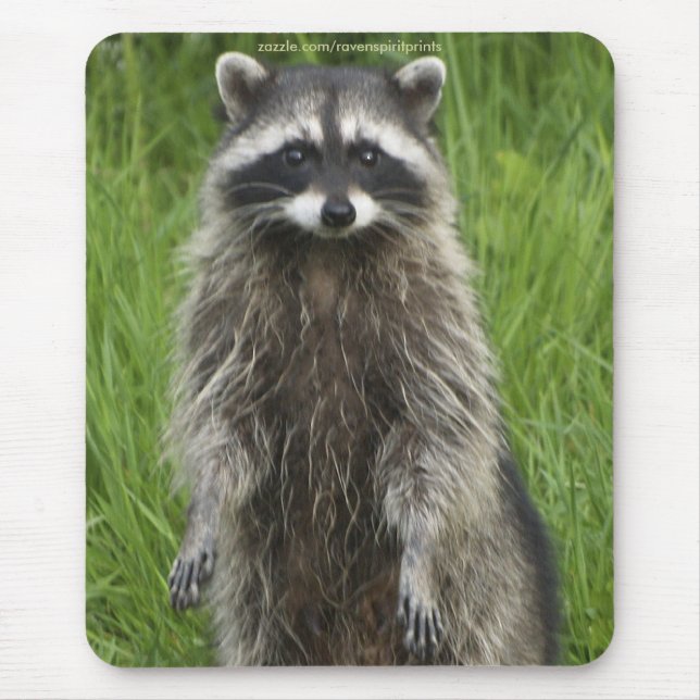 RACCOON WILDLIFE Mousepads Musmatta (Framsidan)