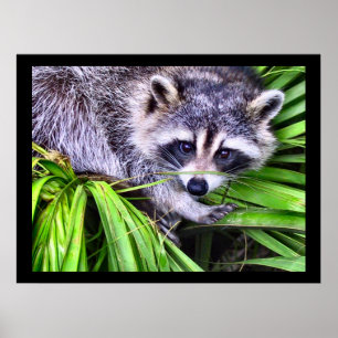 Raccoon Wildlife Photography Poster