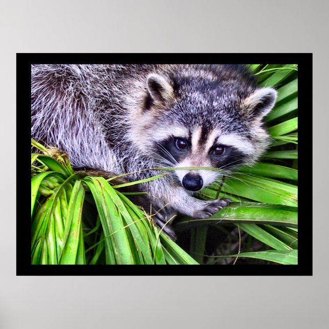 Raccoon Wildlife Photography Poster (Framsidan)