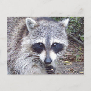 Raccoon Wildlife Series # 8 vykort